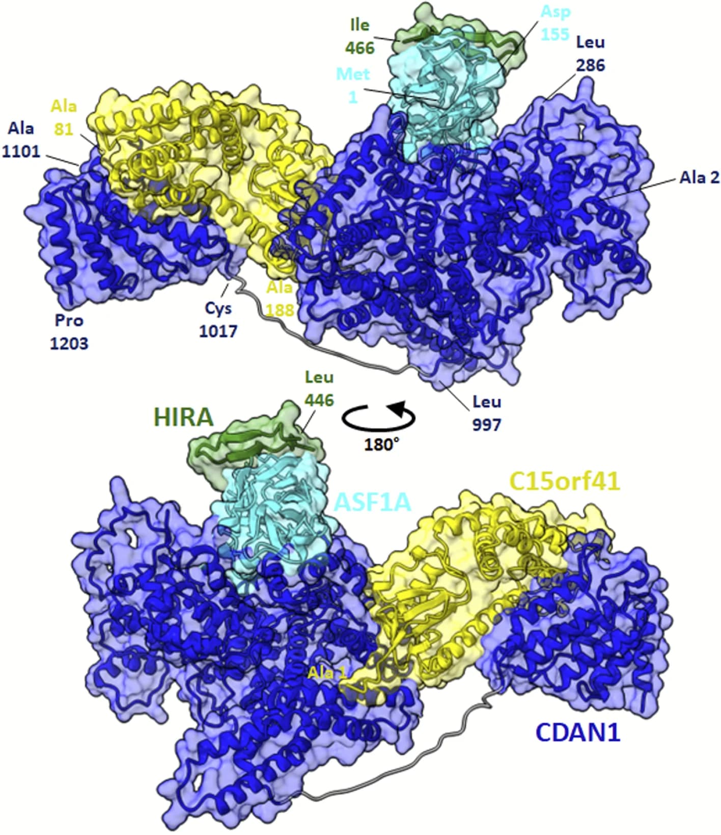 Open access visualization of Protein Structure, C15orf41, CDAN1, ASF1A, HIRA