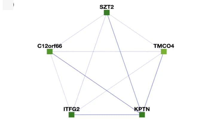 Open access visualization of Network, Pathway, KICSTOR Complex, mTORC1, Nutrient Levels