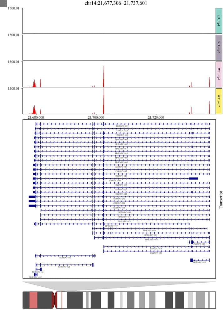 Open access visualization of Line Plot, RNA-seq Data, HNRNPC Knockdown, Transcript Annotation, Gene Annotation