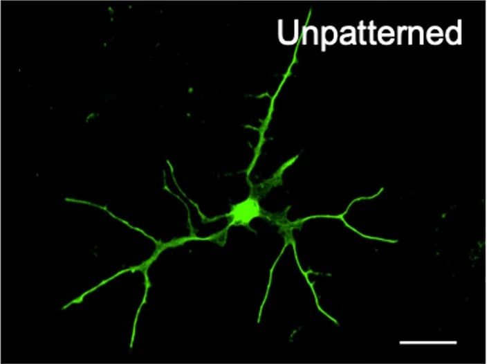 Open access visualization of Microscopy, rDRGNs, Unpatterned Substrates