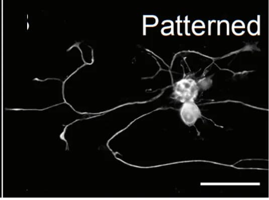 Open access visualization of Microscopy, rDRGNs, Micropatterned Substrates