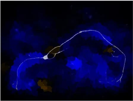 Open access visualization of Microscopy, rDRGNs, Length Score, Length Measurement, Quantile Transformation