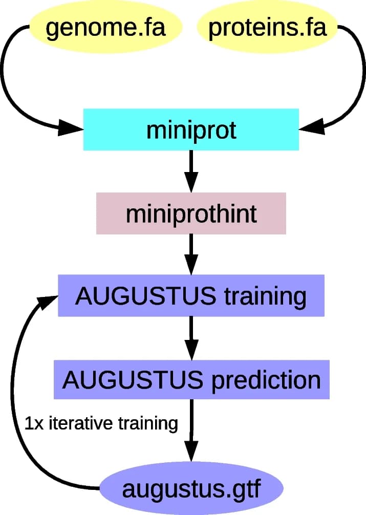 Open access visualization of Workflow, Flowchart, GALBA Pipeline, Spliced Alignment, Miniprot