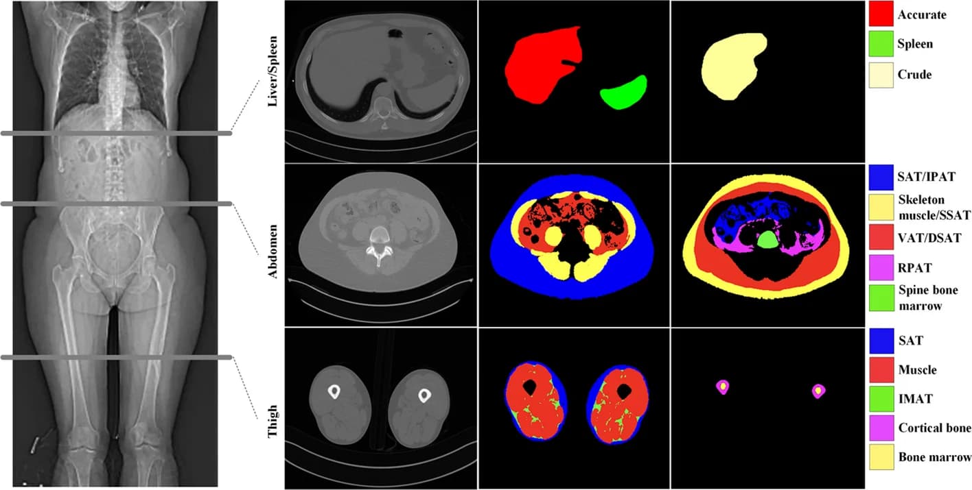 Open access visualization of Photo, Microscopy, CT Images, Segmentation, Liver