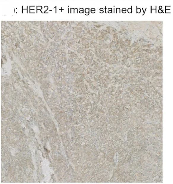 Open access visualization of Microscopy, H&E Staining