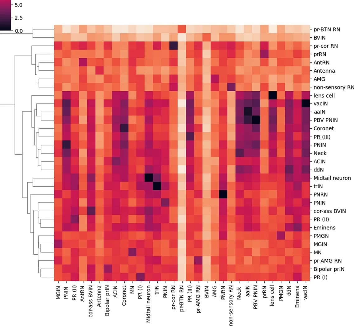 Open access visualization of Heatmap, Clustered, Neurons, Animal 2, Hierarchical Clustering
