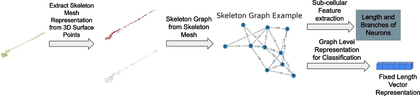 Open access visualization of Workflow, Illustration, Network, Neuron Morphology Analysis, Surface Point Cloud
