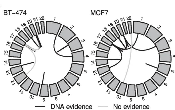 Open access visualization of Chord, Cell Lines, Fusions, BT-474, MCF7