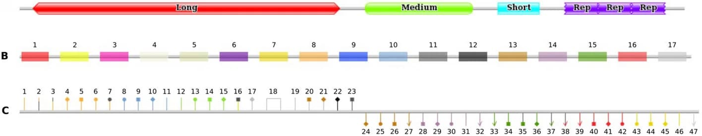 Open access visualization of Workflow, Illustration, Regions, Amino Acids, Repeats