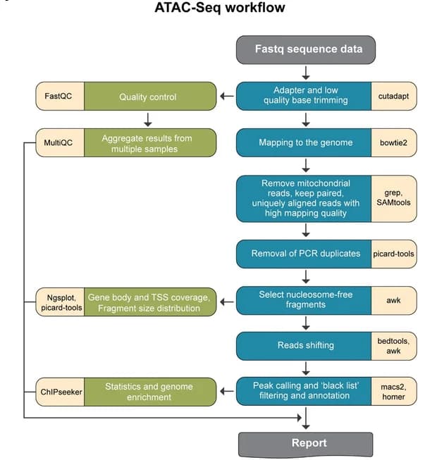 Open access visualization of Workflow, Flowchart, Illustration, ATAC-Seq, Pipeline