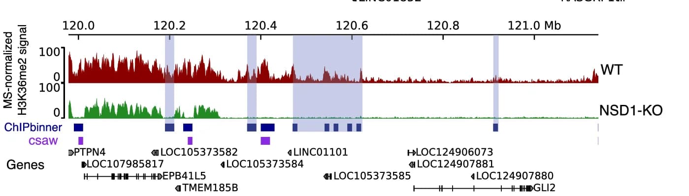 Open access visualization of Line Plot, Genome-browser tracks, ChIPbinner, H3K36me2, csaw