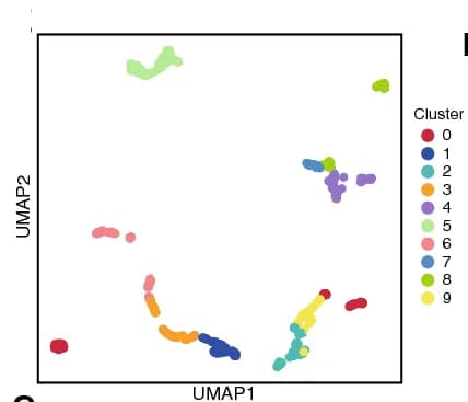Open access visualization of Scatter Plot, UMAP, K-means Clustering, Embeddings, B Cells