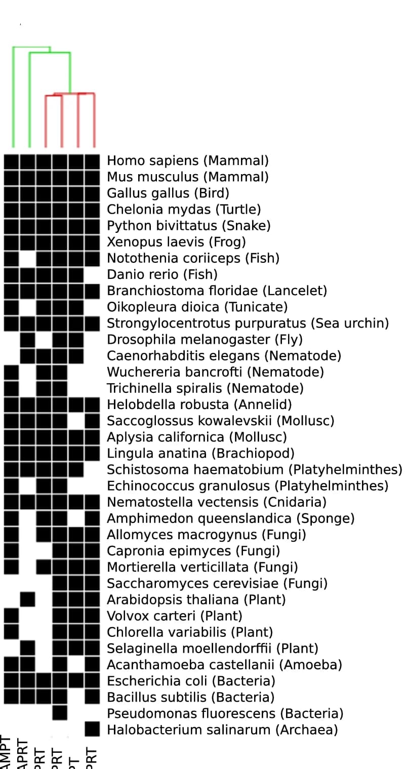 Open access visualization of Heatmap, Clustered, PRT Enzymes, Hierarchical Clustering, Model Organisms