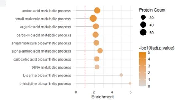Open access visualization of Bubble Plot, GO Term Enrichment, Biological Process, Redundancy Reduction, Graph Ancestry
