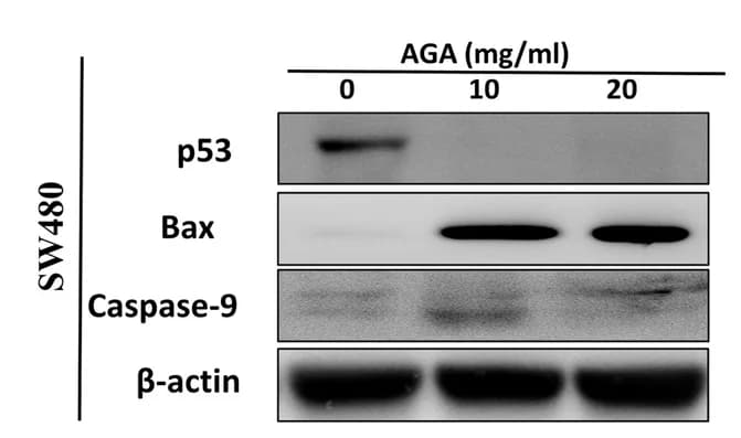 Open access visualization of Gel, Immunoblot, p53, Bax, Caspase-9