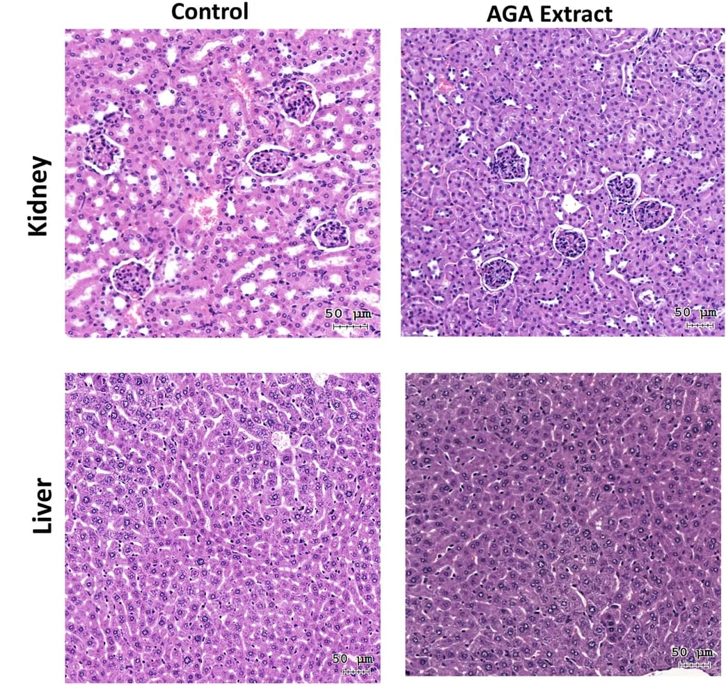 Open access visualization of Microscopy, Renal Toxicity, Hepatic Toxicity, Kidney, Liver