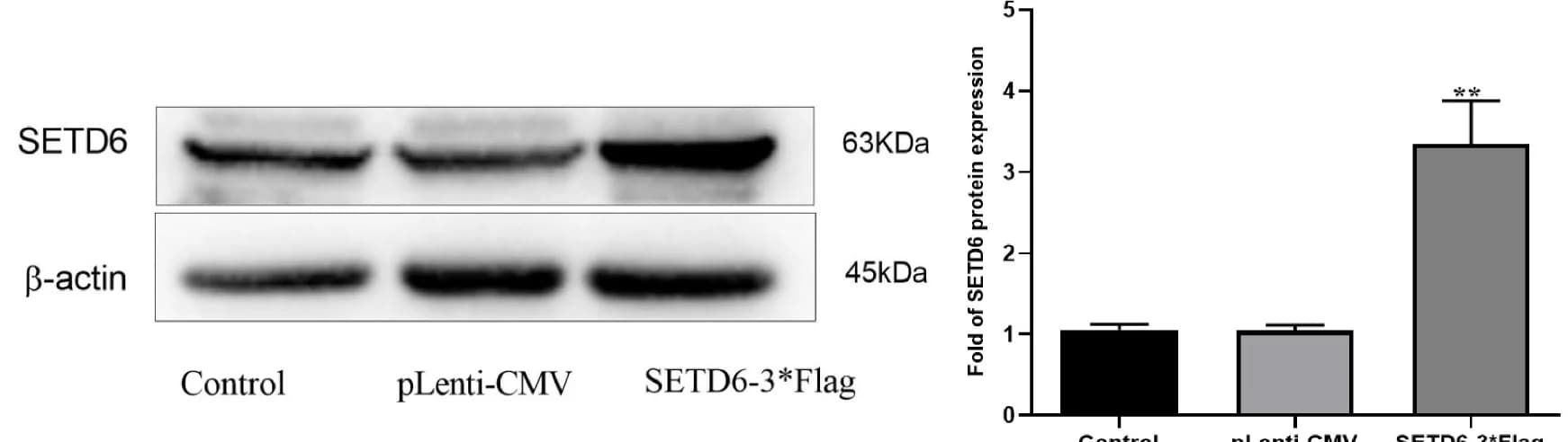 Open access visualization of Bar Plot, Error Bars, Gel, SETD6, Western Blot