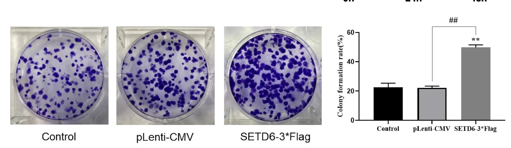Open access visualization of Bar Plot, Error Bars, Colony Formation, Colony Formation Assay, A549 Cells