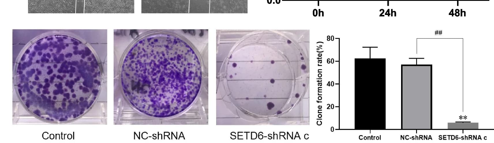 Open access visualization of Bar Plot, Error Bars, Microscopy, Photo, Colony Formation