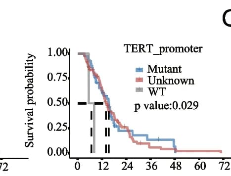 Open access visualization of Survival Curve, KM Survival Curves, TERT Promoter Status