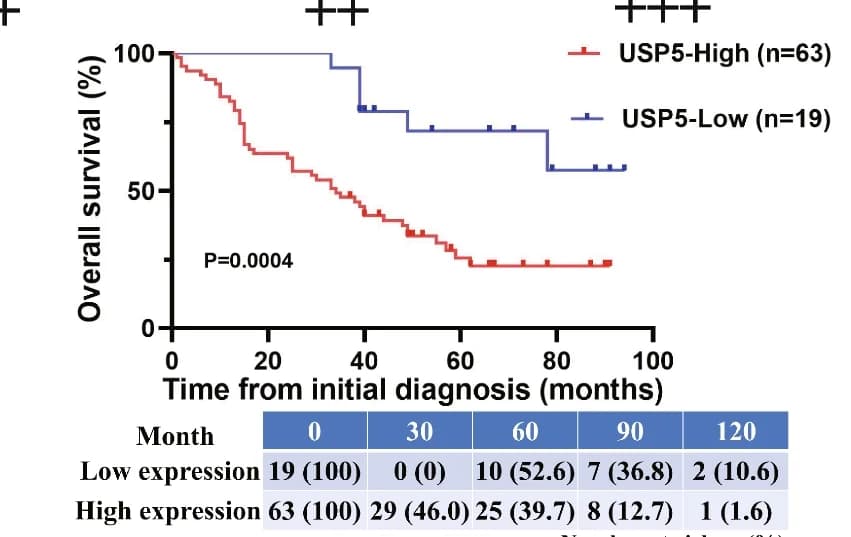 Open access visualization of Survival Curve, Table Image, USP5 Expression, NSCLC Patients, Survival
