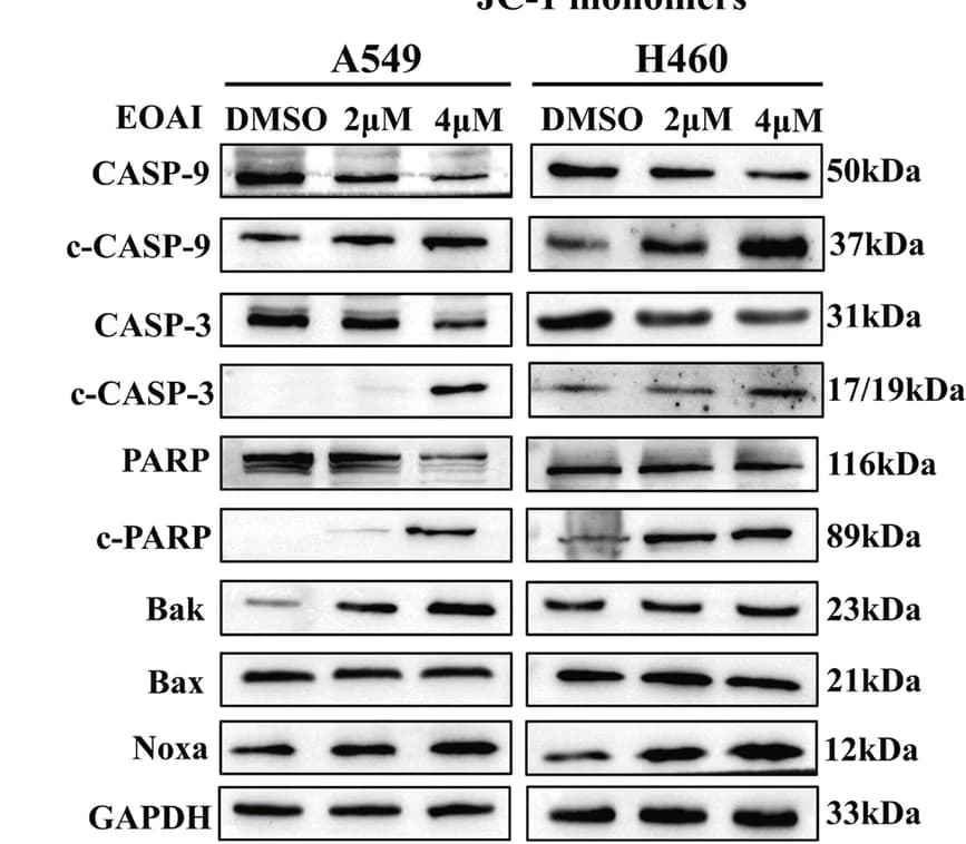 Open access visualization of Gel, Apoptotic Proteins, Proapoptotic Proteins, Anti-apoptotic Proteins, EOAI