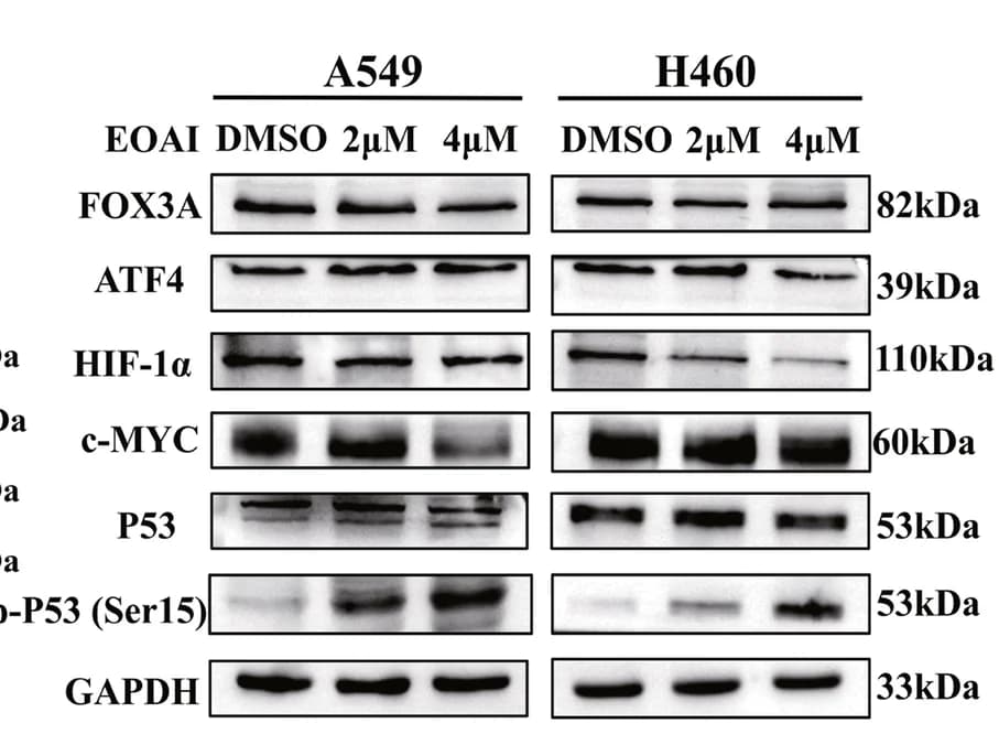 Open access visualization of Gel, Noxa, Transcription factors, A549 cells, H460 cells