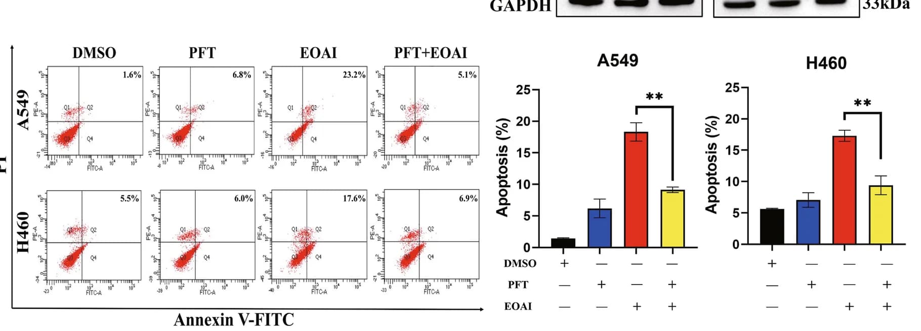 Open access visualization of Bar Plot, Scatter Plot, Error Bars, P53, EOAI treatment