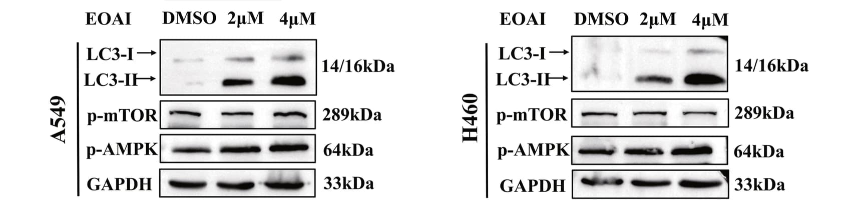 Open access visualization of Gel, LC3, A549 Cells, H460 Cells, EOAI