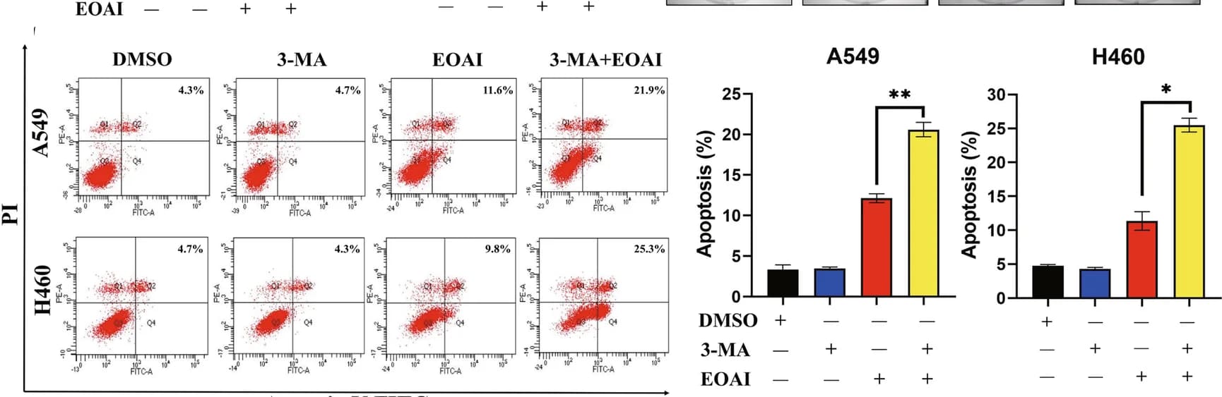Open access visualization of Bar Plot, Error Bars, Scatter Plot, Autophagy, EOAI