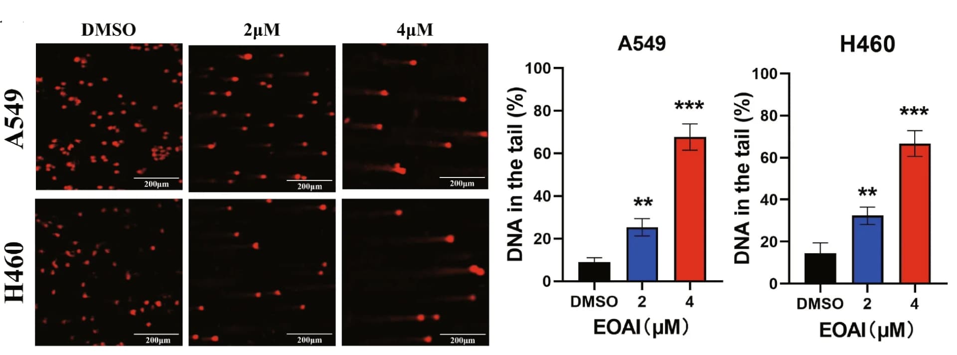 Open access visualization of Bar Plot, Error Bars, Microscopy, Photo, Comet Assay