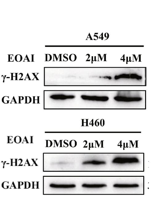 Open access visualization of Gel, gamma-H2AX Expression, Western Blotting, A549 Cells, H460 Cells