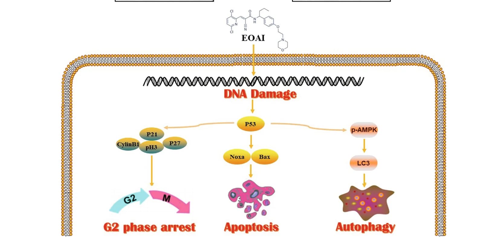 Open access visualization of Workflow, Pathway, Mechanism, EOAI, Cell cycle arrest