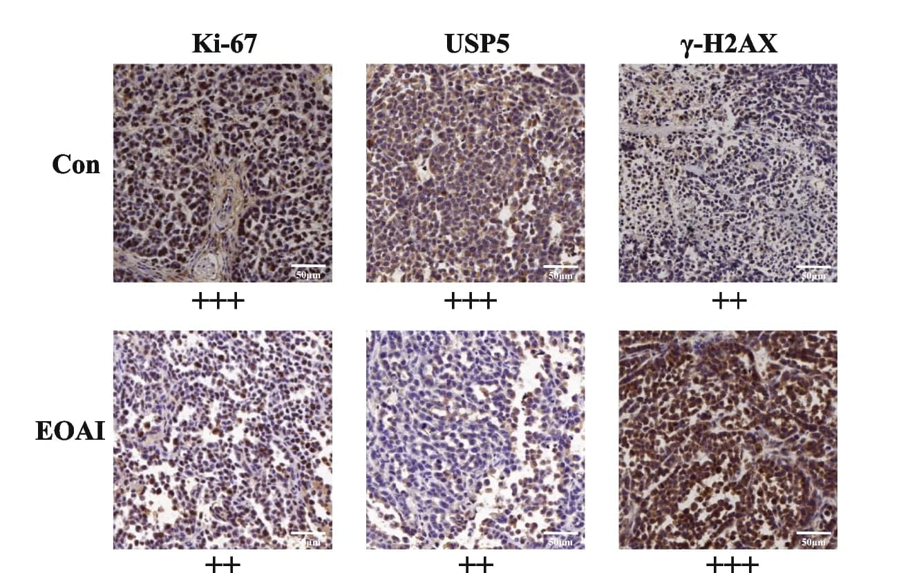 Open access visualization of Microscopy, Immunohistochemical staining, Tumor Tissue, Mice, IHC