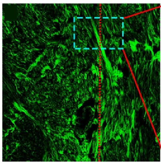 Open access visualization of Microscopy, Composite Images, SHG Images, Moderate Reaction