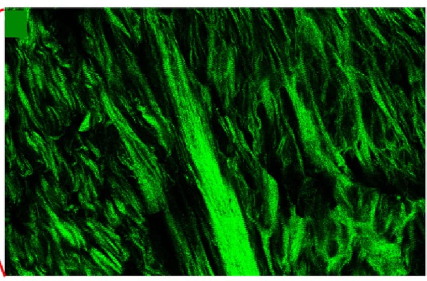 Open access visualization of Microscopy, Zoomed Images, Regions of Interest