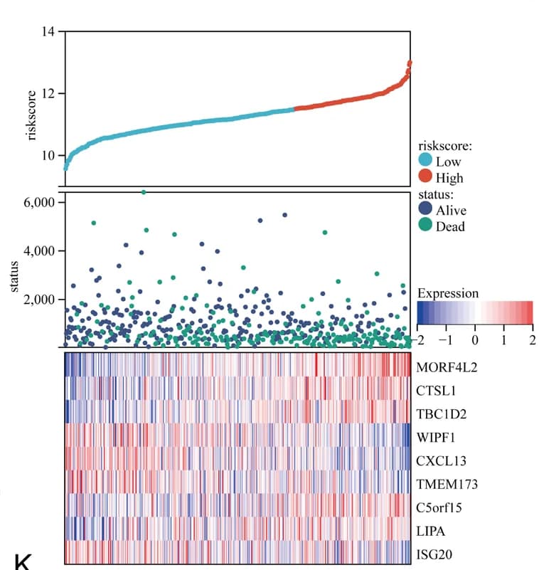 Open access visualization of Heatmap, Scatter Plot, Line Plot, Gene Expression Heatmap, Risk Scores