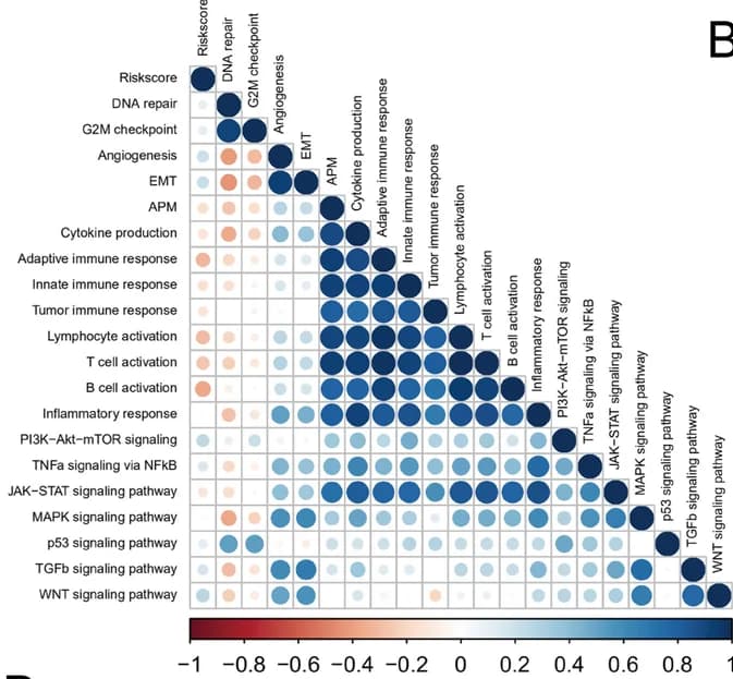 Open access visualization of Scatter Plot, Bubble Plot, Heatmap, Risk Score, Biological Processes