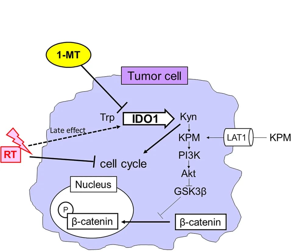 Open access visualization of Workflow, Pathway, Kynurenine, PI3K-Akt Axis, Wnt/Beta-Catenin Pathway