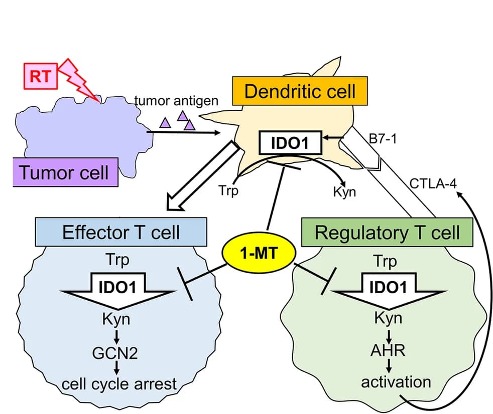 Open access visualization of Workflow, Flowchart, Illustration, Antitumor Immune Response, IDO1 Blockade