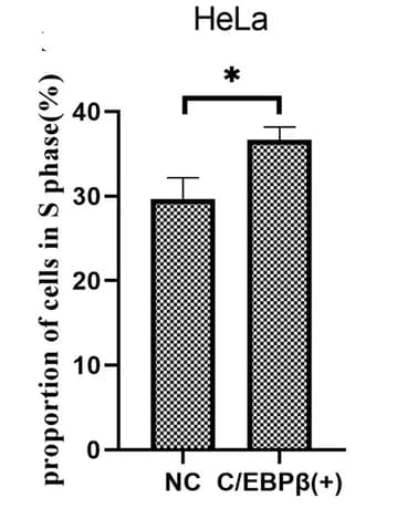 Open access visualization of Bar Plot, Error Bars, Cell Cycle, HeLa Cells