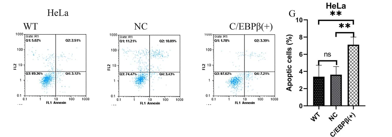 Open access visualization of Scatter Plot, Bar Plot, Error Bars, Cell Apoptotic Assay, Apoptosis