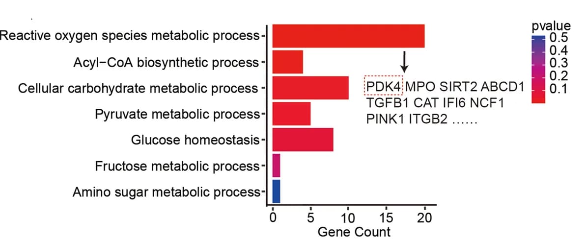 Open access visualization of Bar Plot, Pathways diagram, Biological Processes