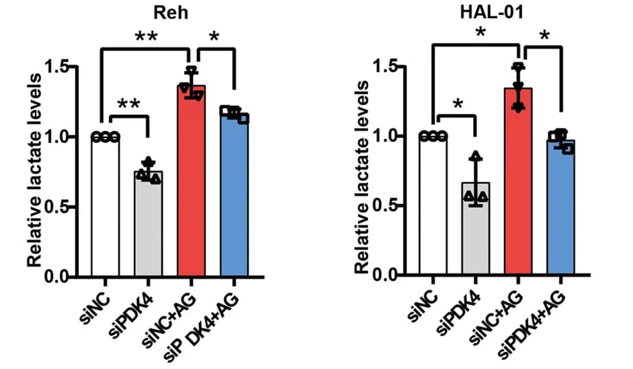 Open access visualization of Bar Plot, Error Bars, siPDK4, Lactate Levels