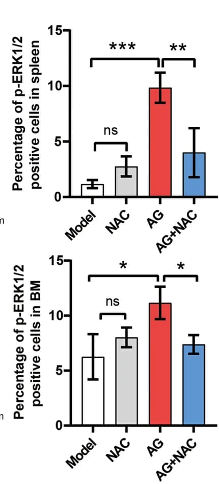 Open access visualization of Bar Plot, Error Bars, p-ERK1/2, Spleen, BM