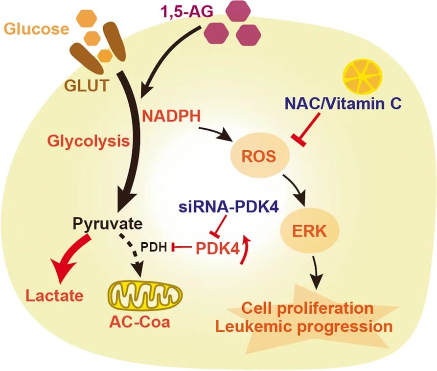 Open access visualization of Workflow, Flowchart, Illustration, 1,5-AG, Pre-B Acute Lymphocytic Leukemia