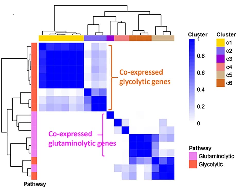 Open access visualization of Heatmap, Clustered, Aerobic glycolytic pathway, Glutaminolytic pathway, Gene