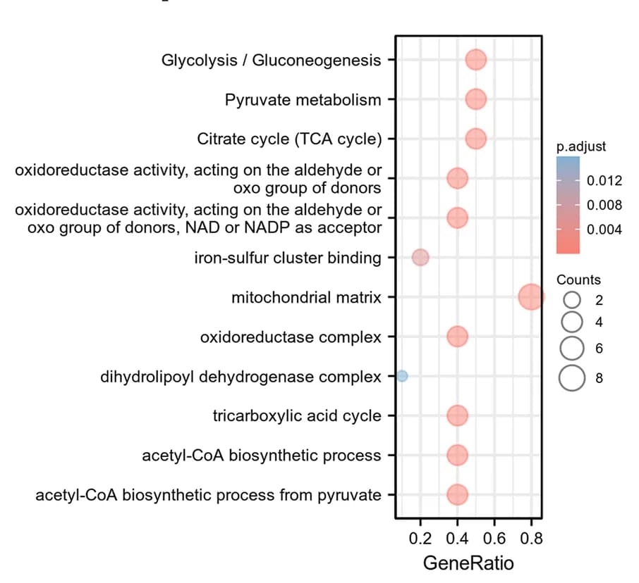 Open access visualization of Bubble Plot, Scatter Plot, Volcano Plot, KEGG Analysis, Kyoto Encyclopedia of Genes and Genomes