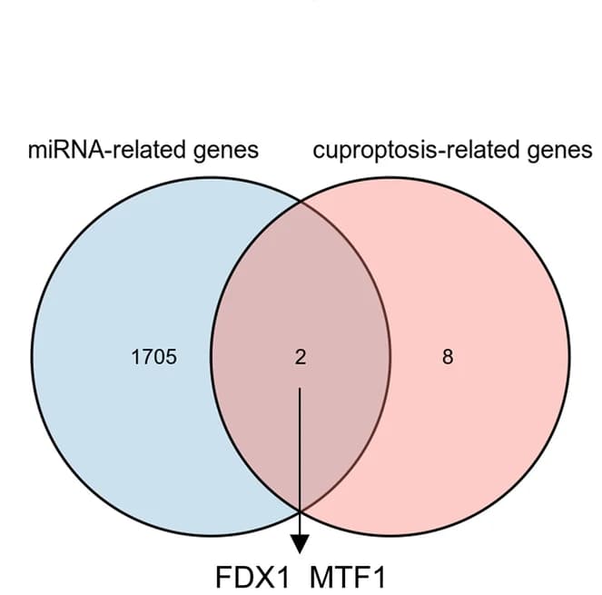 Open access visualization of Venn Diagram, Target Genes, Gene Sets