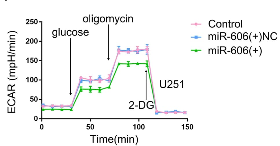 Open access visualization of Line Plot, Error Bars, ECAR, miR-606, Extracellular Acidification Rate
